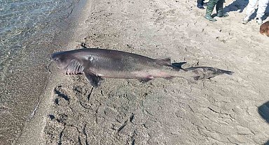 Tekirdağ'da sahilde köpek balığı bulundu