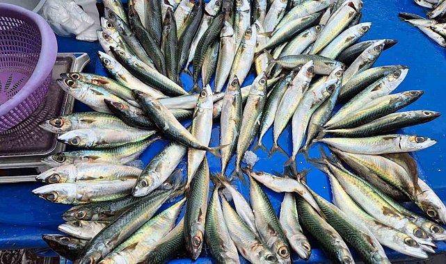 Tekirdağ'da uskumru, istavrit ve mezgidin kilosu 100 liradan satılıyor