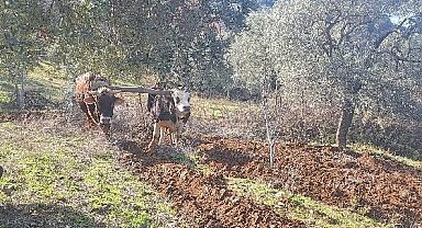 Teknolojinin işlemediği Aydın dağlarında çiftçilerin zorlu mesaisi erken başladı