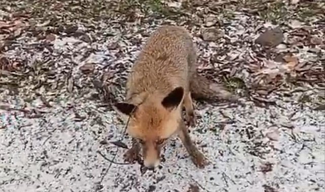 Tilkiye eziyet eden şahsa jandarma operasyonu