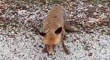 Tilkiye eziyet eden şahsa jandarma operasyonu