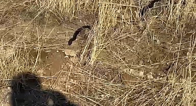 Tunceli'de kış uykusunda olması gereken yılan güneşlenirken görüntülendi