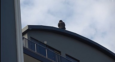 Türkiye'de çıkmadığı çatı kalmadı: 231'inci teşebbüsünü Alanya'da yaptı