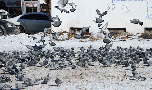 Van'da güvercinlerin yem mücadelesi büyüledi