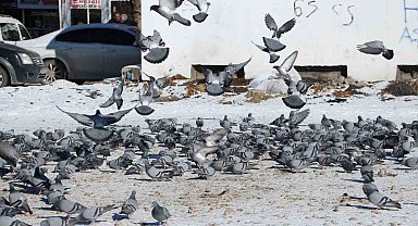 Van'da güvercinlerin yem mücadelesi büyüledi
