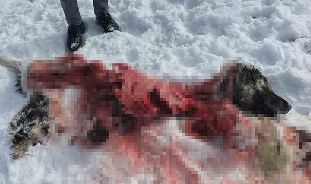 Van'da mahalleye inen kurtlar köpeği parçaladı
