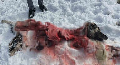 Van'da mahalleye inen kurtlar köpeği parçaladı