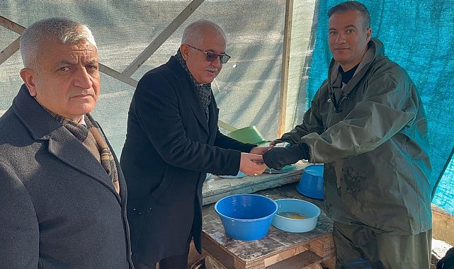 Van'da soğuk havada alabalık sağımı