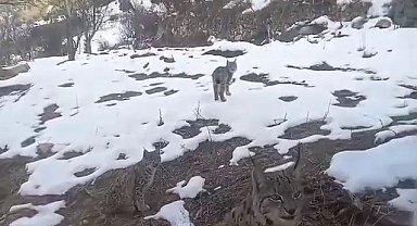 Vaşakların koruma altına alınmasını istediler