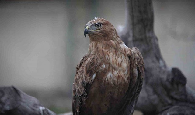 Yaban hayatından getirilen hayvanların yaraları sarılıyor