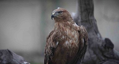 Yaban hayatından getirilen hayvanların yaraları sarılıyor