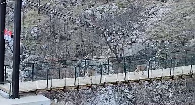 Yaban keçilerinin asma köprü üzerindeki sevimli halleri kameraya yansıdı