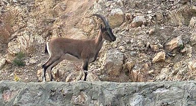 Yaban keçisini avladı, "Domates yıkıyordum" savunmasıyla şaşırttı