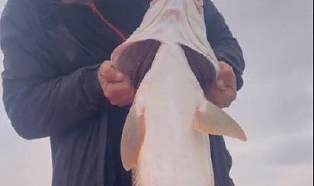 Yakaladığı dev Fırat turnasını görünce hayrete düştü: ''Ejderha, bu adam yer''