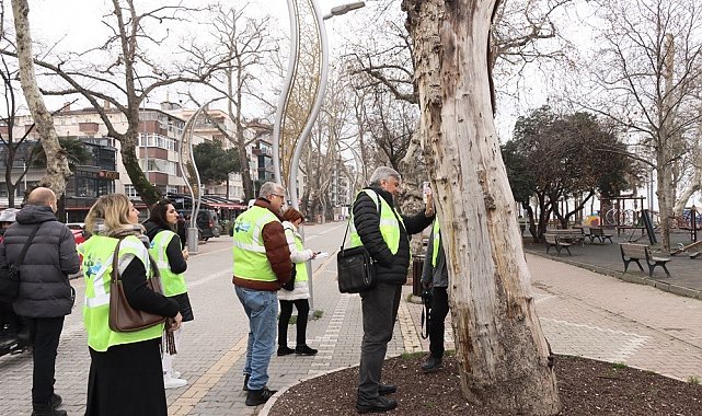 Yalova'da tarihi anıt ağaçlar uzmanlar tarafından incelendi