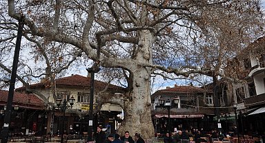 Yalvaç'ın 825 yıllık çınar ağacı tarihe köklü bir tanıklık yapıyor