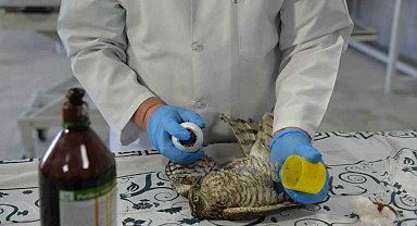 Yaralı atmacaya ilk müdahale yapıldı