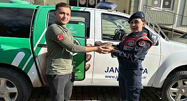Yaralı baykuş jandarma ekiplerince kurtarıldı