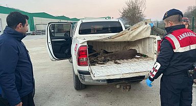 Yaralı karacayı vatandaş buldu, jandarma kurtardı