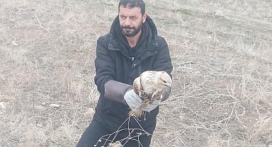 Yaralı kartal tedavi altına alındı
