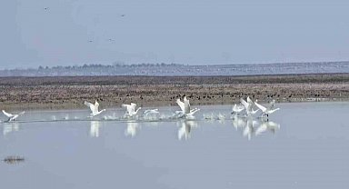 Yedikuğular Kuş Cenneti'nin nadir görülen misafirleri: 12 ötücü kuğu kışı geçirmek için geldi