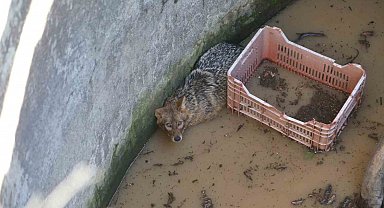 Yer sarnıcına düşen tilki kurtarıldı