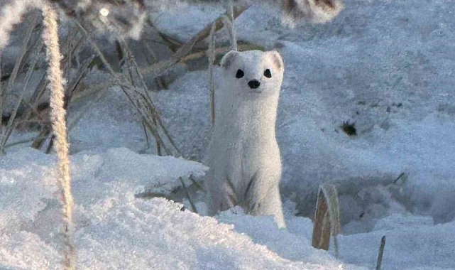 Yüksekova'da beyaz gelincik görüntülendi