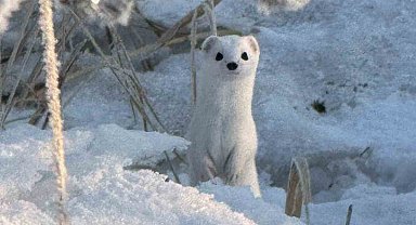 Yüksekova'da beyaz gelincik görüntülendi
