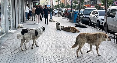 Yüksekovalı vatandaşlar tepkili: "Sokak köpekleri bir an önce toplatılsın"
