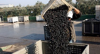 Zeytin alımları tamamlanıyor