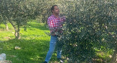 Zeytin bahçelerinde zararlı kontrolü yapıldı