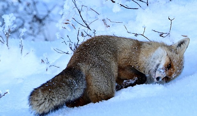 20 ilde oral aşı atım çalışması gerçekleştirilecek