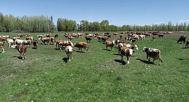 'Kırsalda Bereket Hayvancılığa Destek' projesi başvuruları 28 Şubat tarihine kadar yapılabilecek