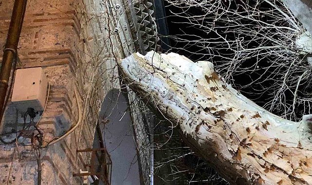 550 yıllık çınar, tarihi İshakpaşa Camii'nin üzerine devrildi