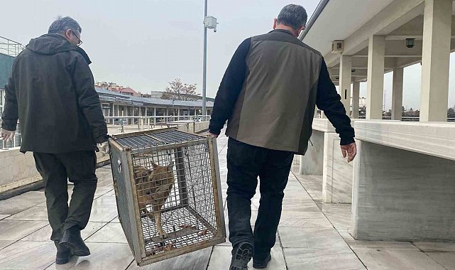 Aç kalan tilki Kocatepe Camii'ne sığındı