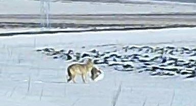 Aç kurt yerleşim yerine kadar indi