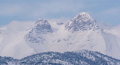 Adana'da dağ keçileri görüldü