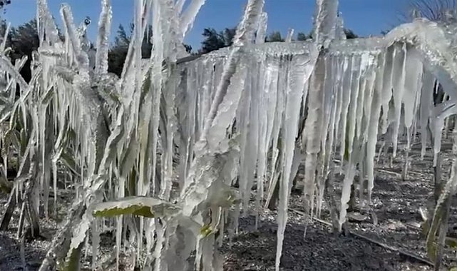 Adana'da ejder meyvesi buz tuttu