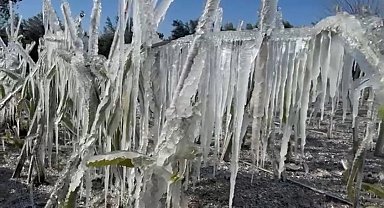 Adana'da ejder meyvesi buz tuttu
