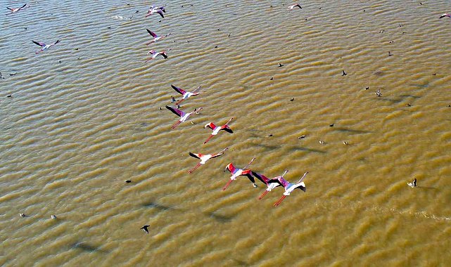Adana'da flamingolar gökyüzünü renklendirdi