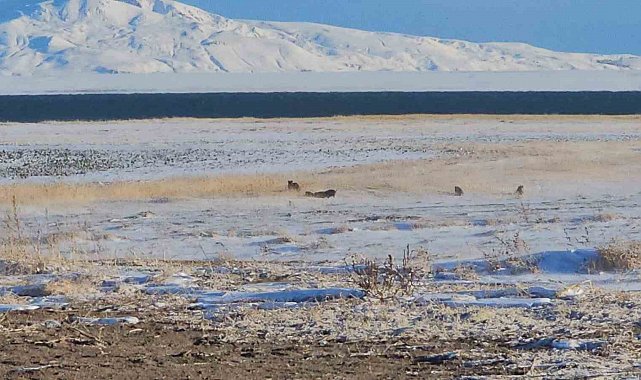 Adilcevaz'da domuz sürüleri görüntülendi