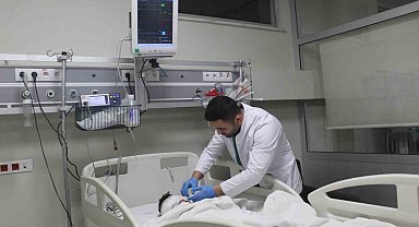 Adıyaman'da 4,5 yaşındaki çocuk 5 sokak köpeğinin saldırısında ağır yaralandı