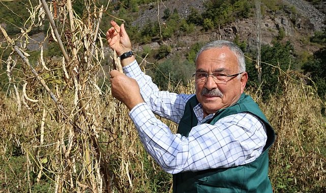 Akkuş şeker fasulyesi, Türkiye sofralarına ulaşıyor