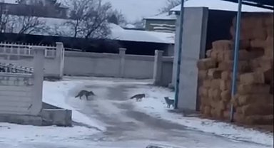 Aksaray'da tilkiler saman balyalarına yuva yaptı