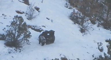 Anne ayının yavruları ile kar üzerinde oyunu fotokapana yansıdı