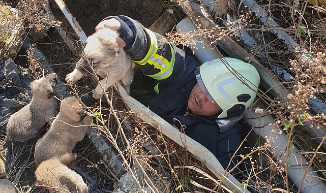 Antakya'da çukura düşen yavru köpekleri itfaiye kurtardı