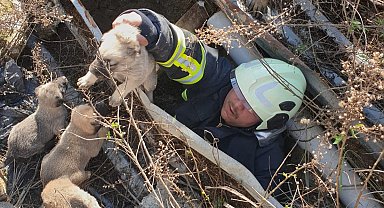 Antakya'da çukura düşen yavru köpekleri itfaiye kurtardı
