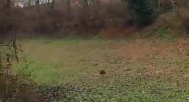 Aracın çarpması sonucu yaralanan çakal, tedavisinin ardından doğaya salındı