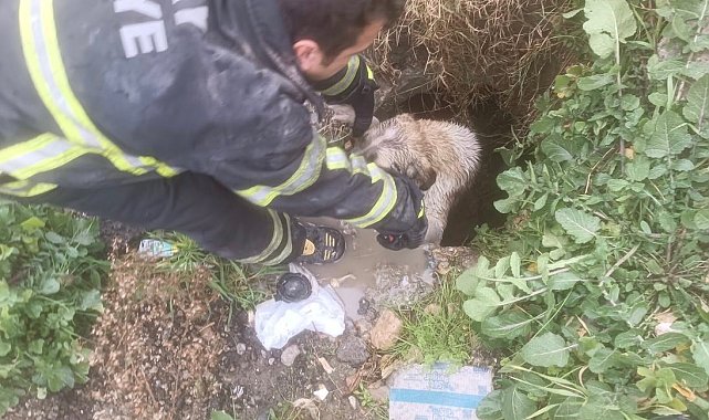 Arsuz'da kuyuya düşen köpeği itfaiye kurtardı