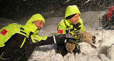 Artvin'de karın etkisiyle ahır çöktü, 50 küçükbaş hayvan telef oldu